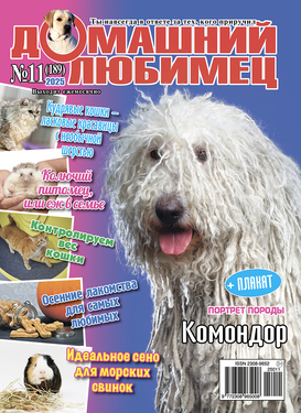 Домашний любимец